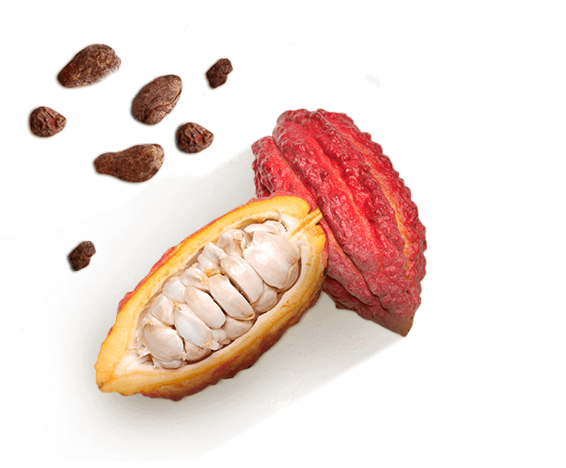 Cacao